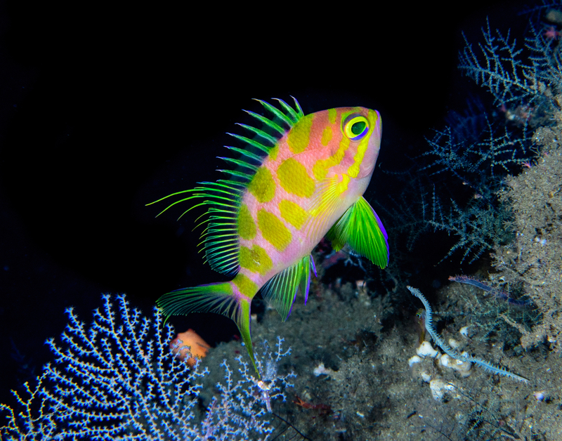 The Odontanthias borbonius in the deep reefs of the Philippines.